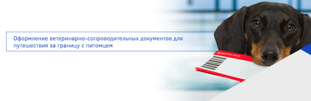 титр на бешенство
